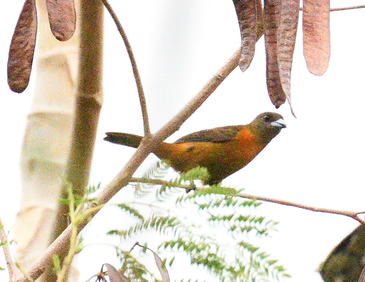 Scarlet-rumped Tanager - ML618125061