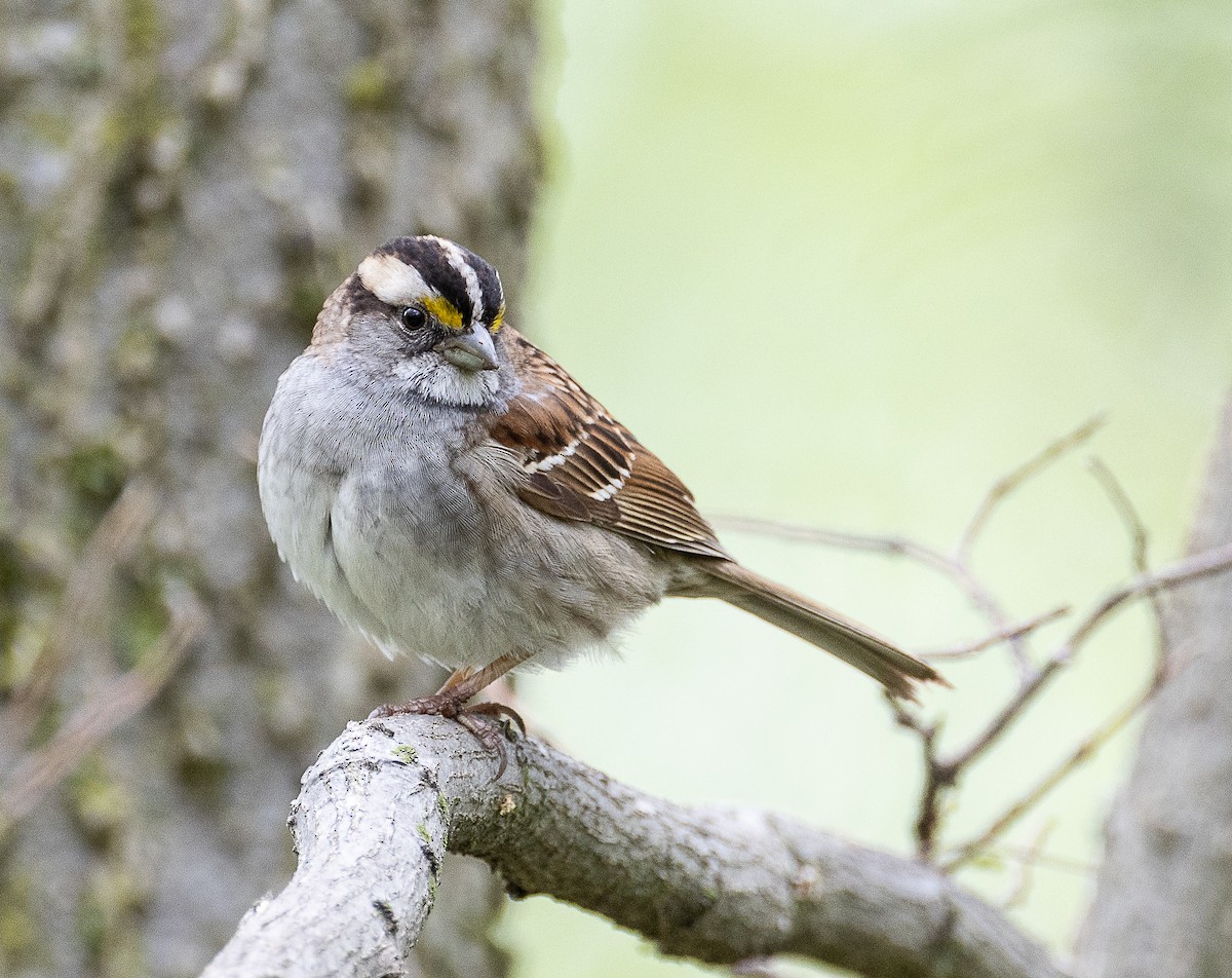 White-throated Sparrow - ML618125064