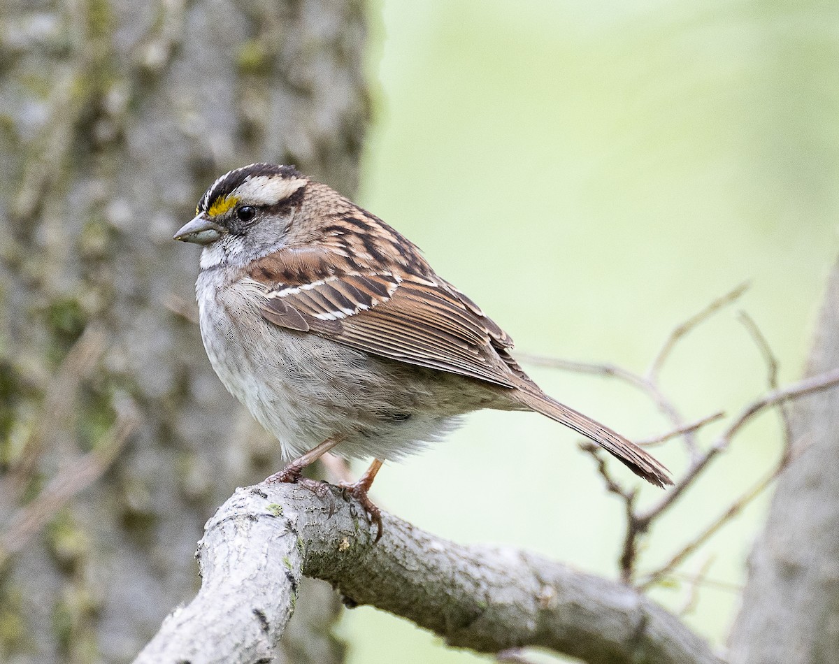 White-throated Sparrow - Tom Younkin
