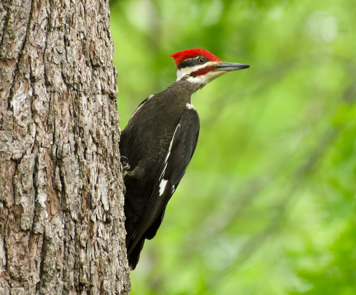 Pileated Woodpecker - ML618125088