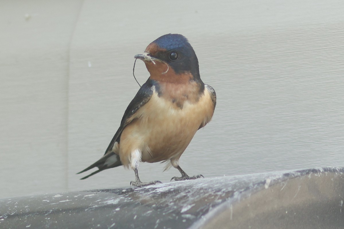 Barn Swallow - ML618125094
