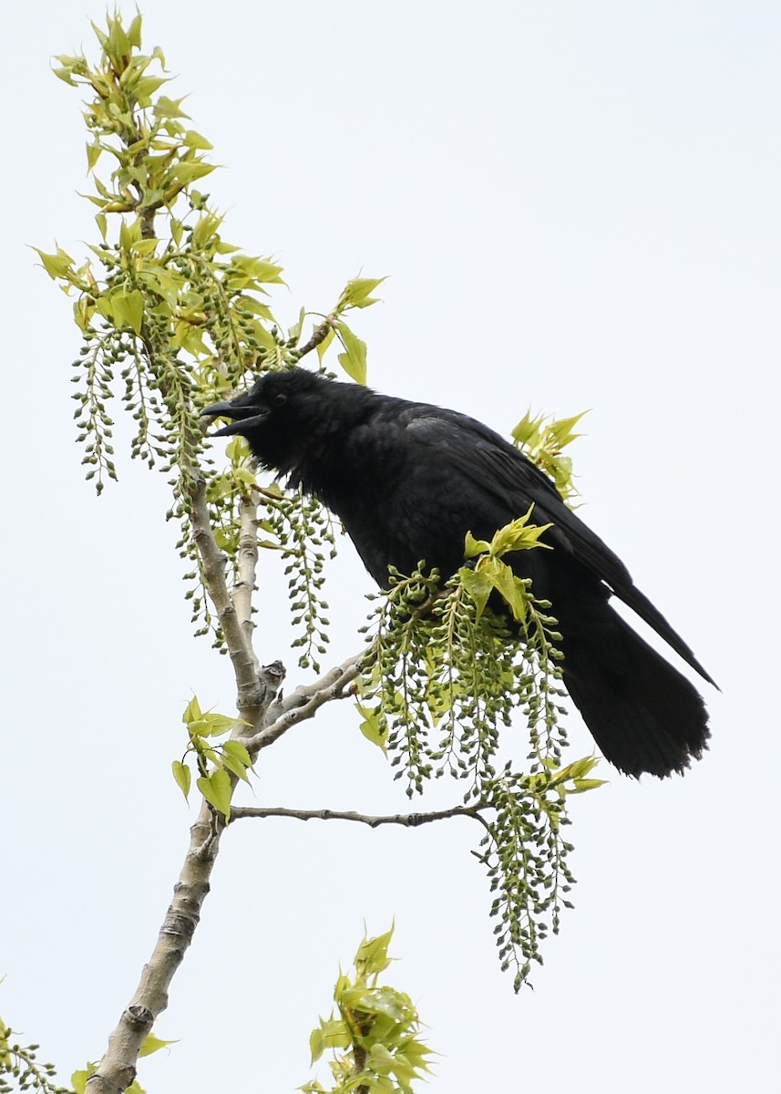 Fish Crow - Don Keffer