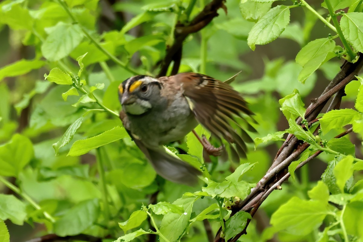 White-throated Sparrow - Charlie Arp