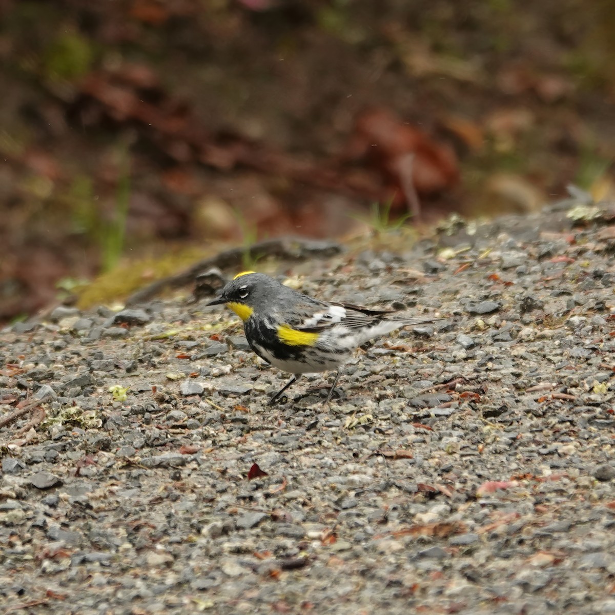Yellow-rumped Warbler (Audubon's) - ML618125121