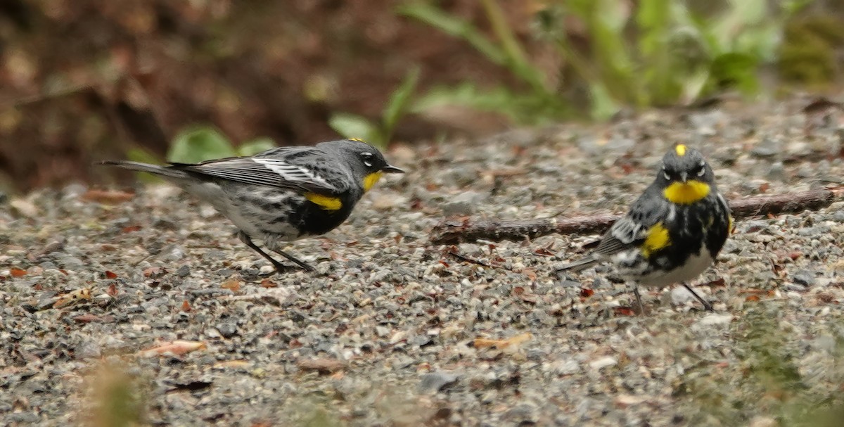 Yellow-rumped Warbler (Audubon's) - ML618125122