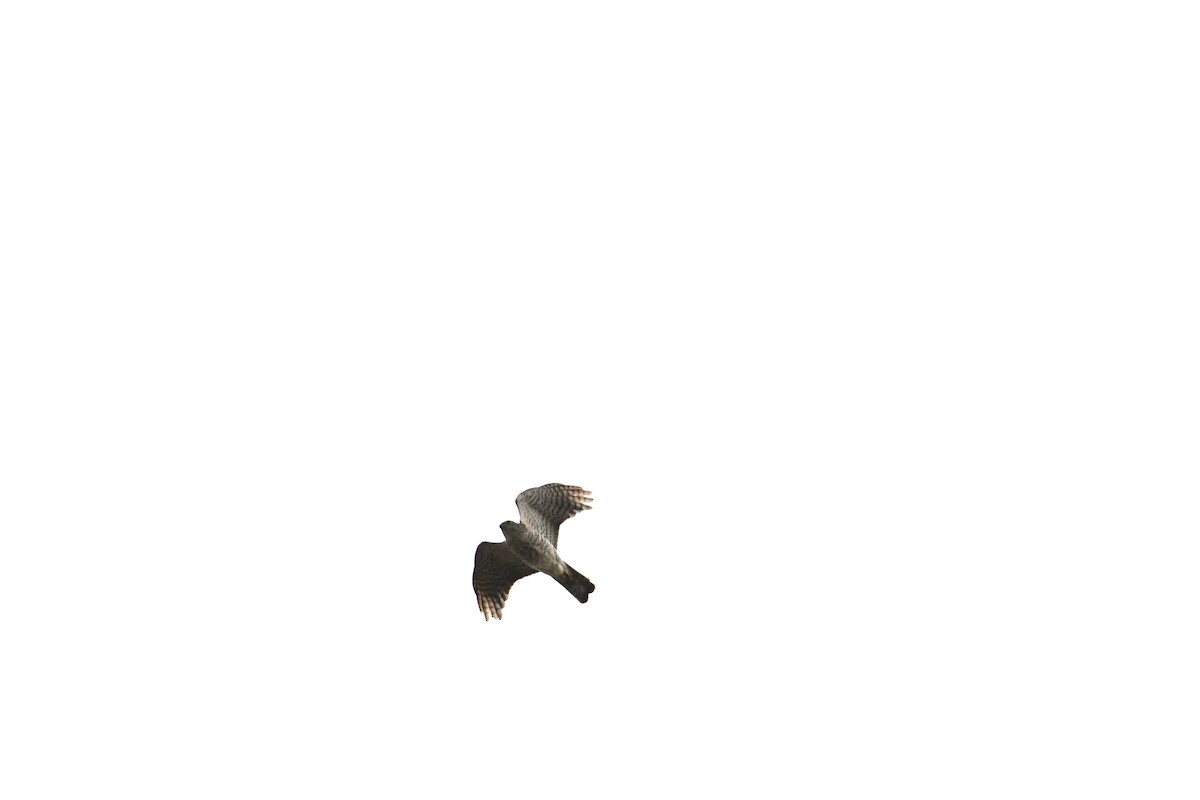 Japanese Sparrowhawk - Anonymous