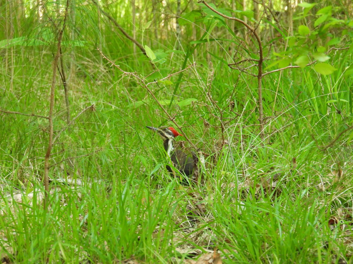 Pileated Woodpecker - ML618125173