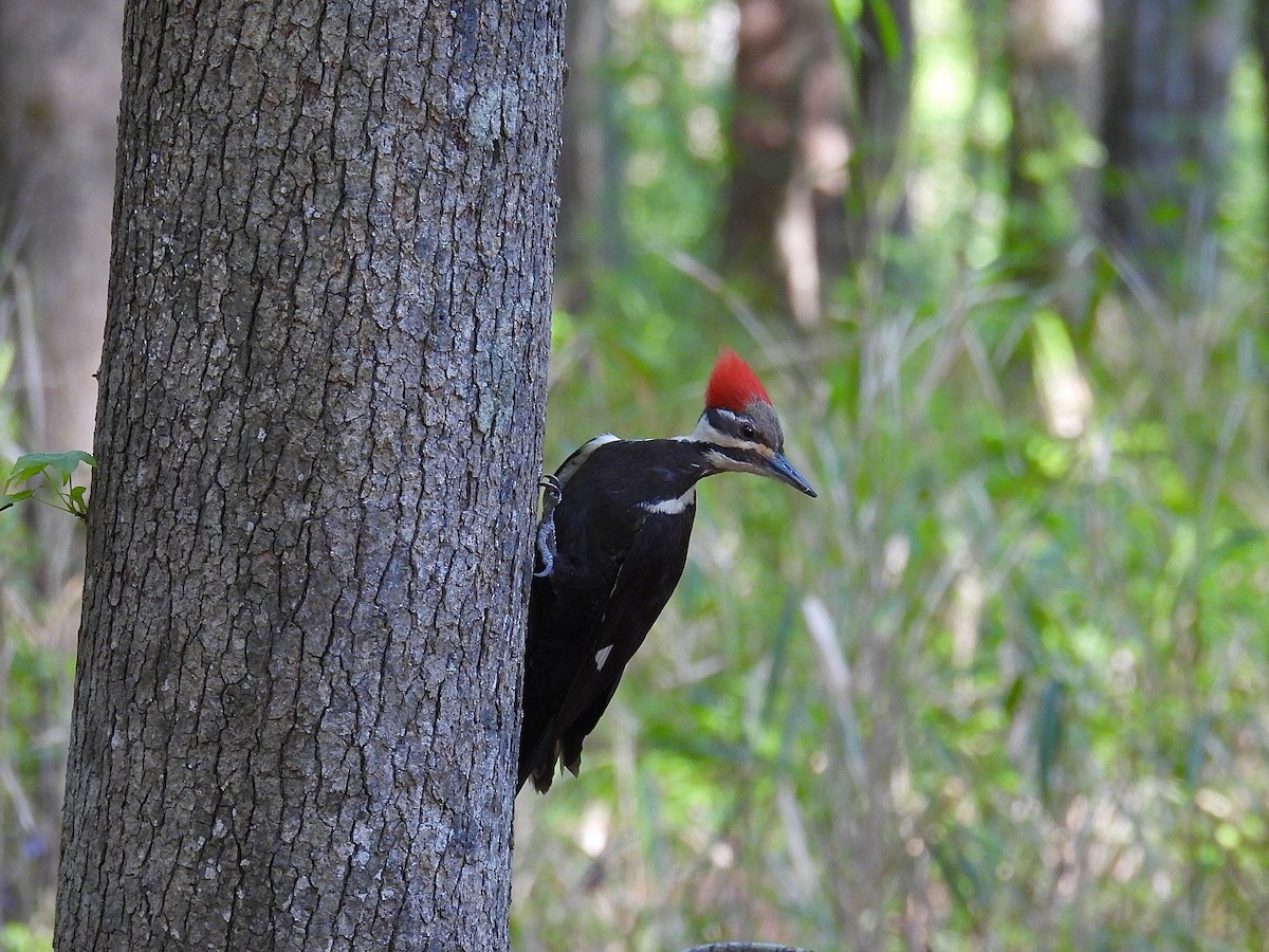 Pileated Woodpecker - ML618125174