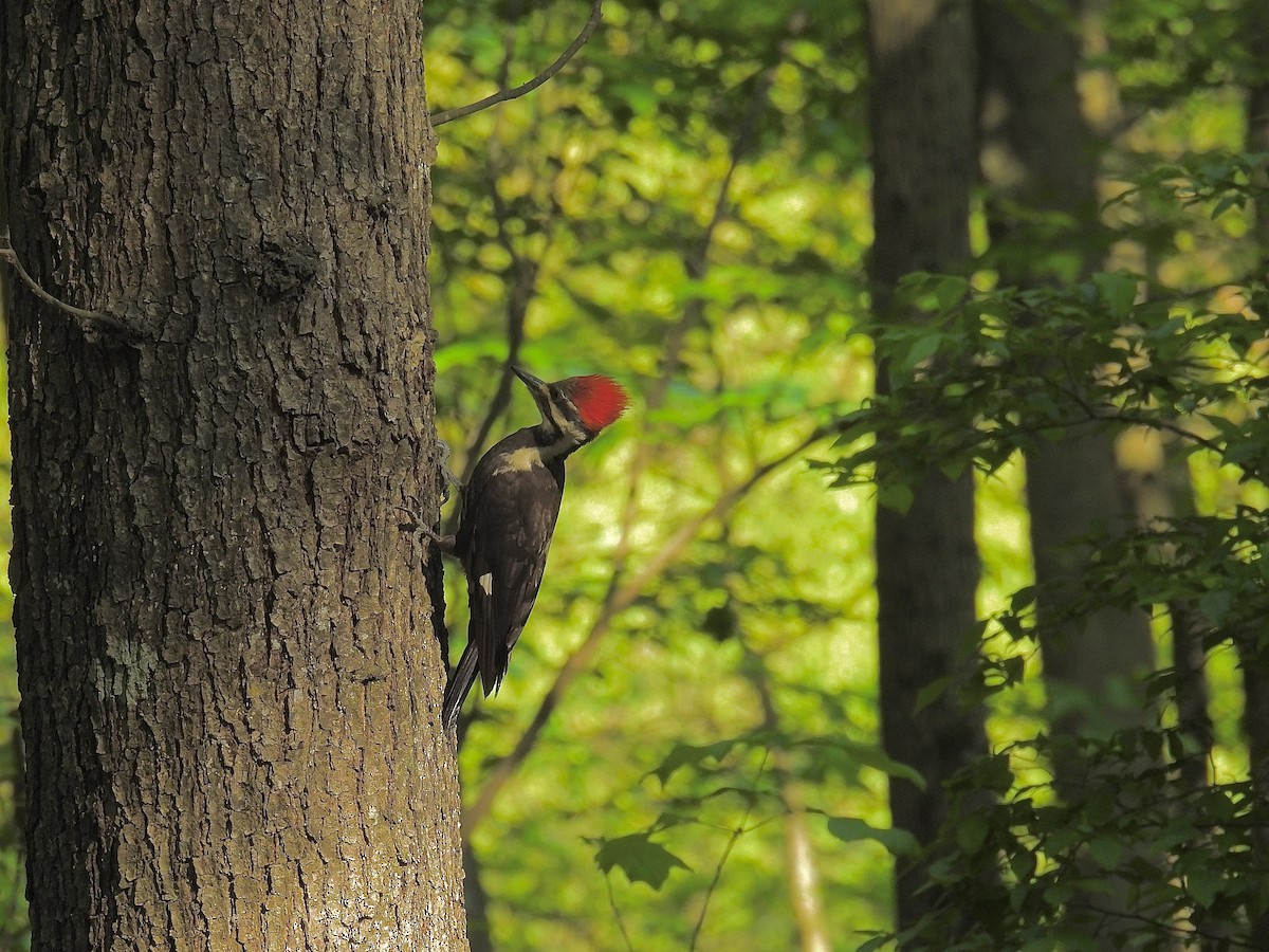 Pileated Woodpecker - Kathy Spencer