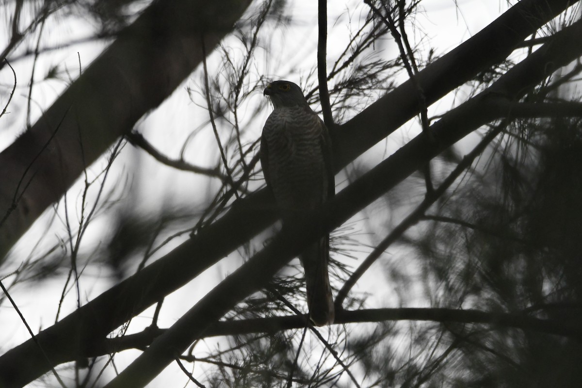 Japanese Sparrowhawk - Anonymous