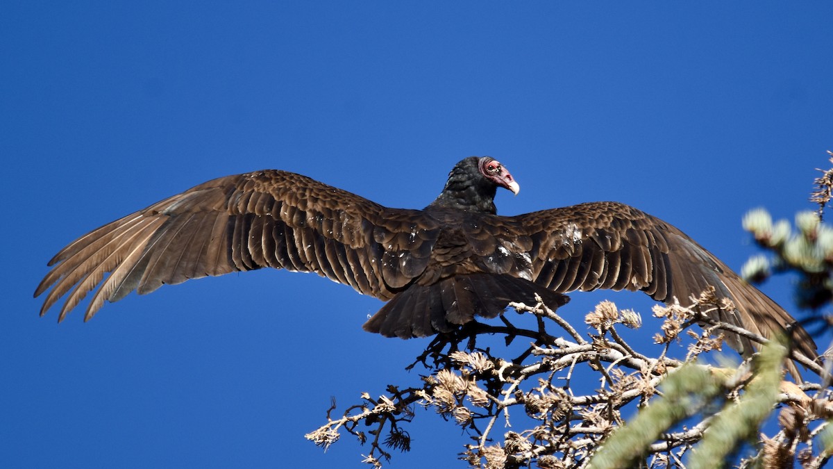 Turkey Vulture - ML618125201