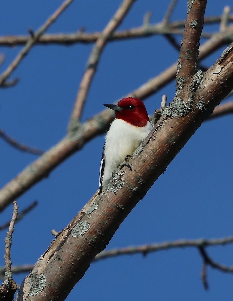 Red-headed Woodpecker - Jennifer Ambrose