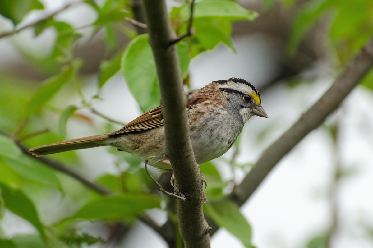 White-throated Sparrow - ML618125228