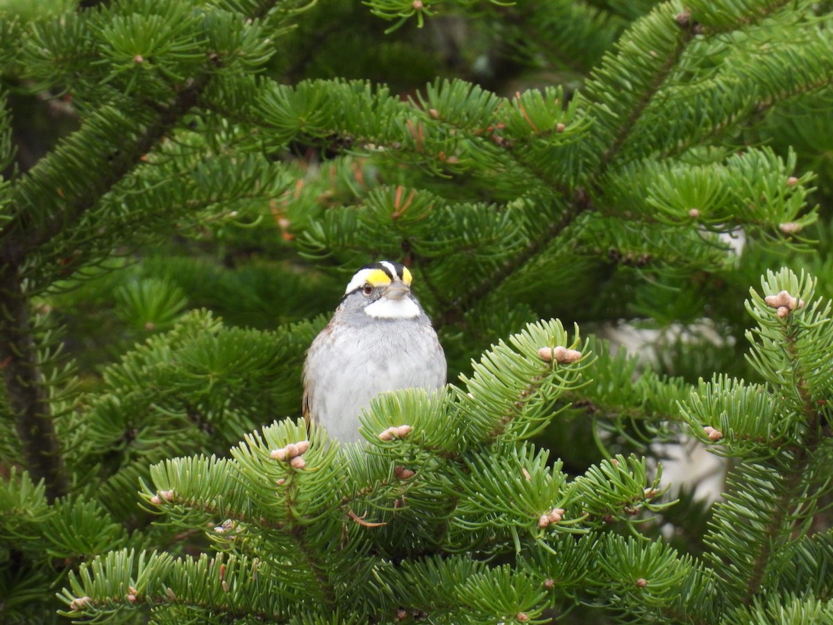 White-throated Sparrow - ML618125234