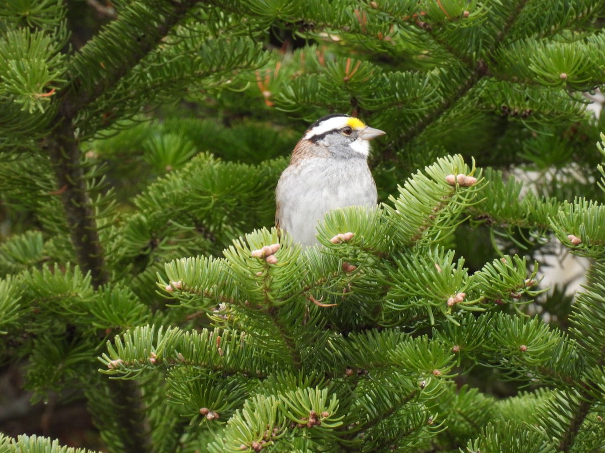 White-throated Sparrow - ML618125235