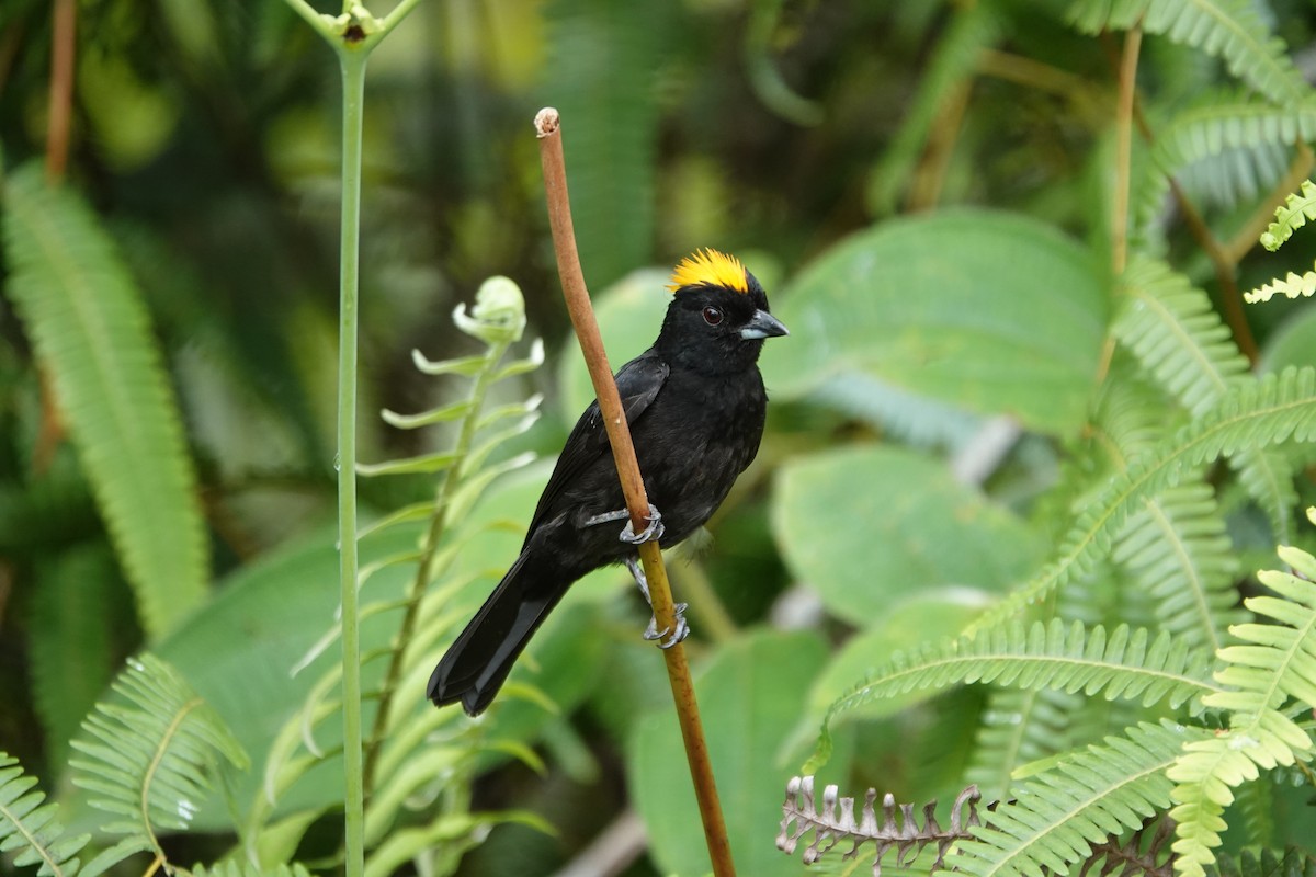 Tawny-crested Tanager - ML618125238