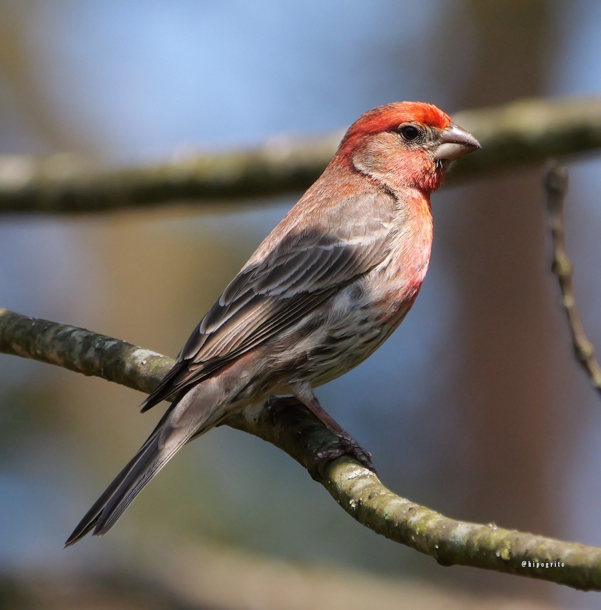 House Finch - Francisco Rodriguez