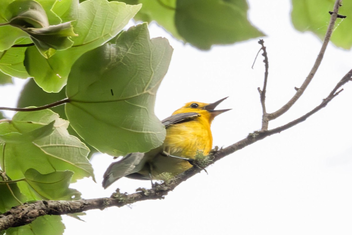 Prothonotary Warbler - ML618125279