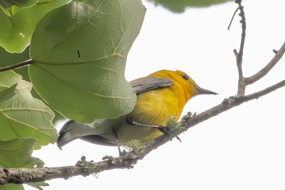 Prothonotary Warbler - ML618125280