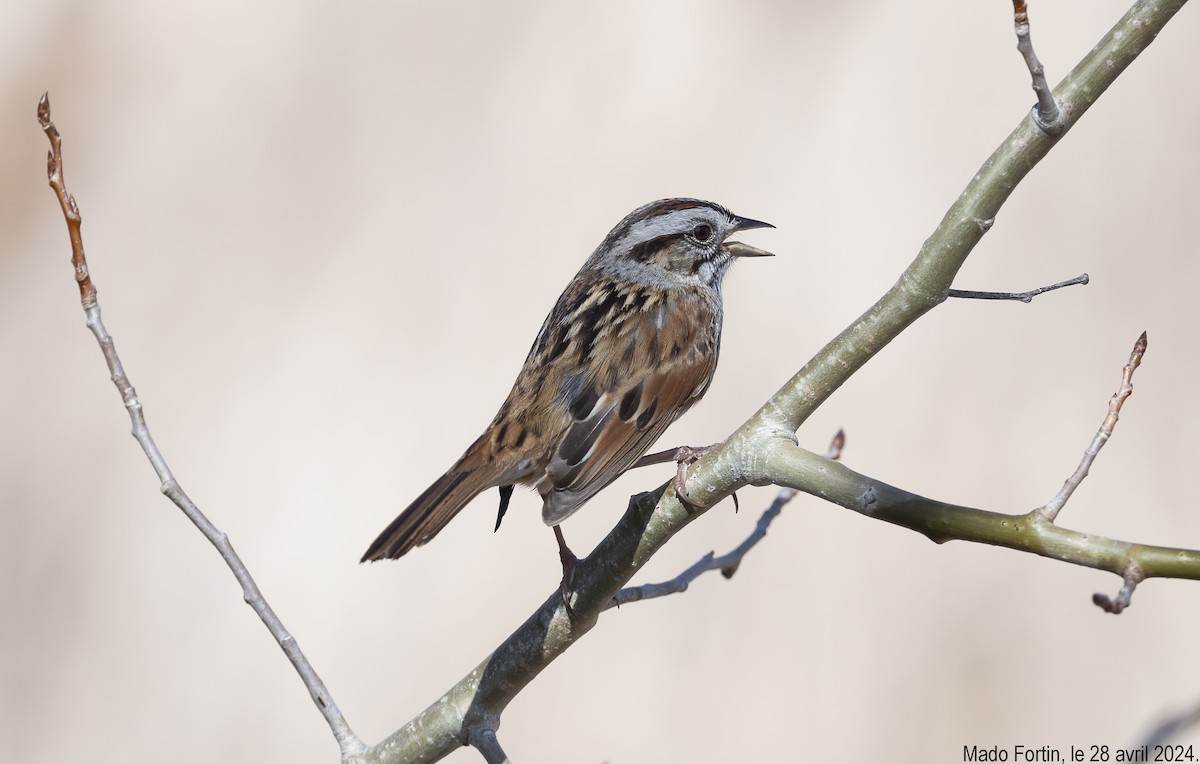 Swamp Sparrow - madeleine fortin