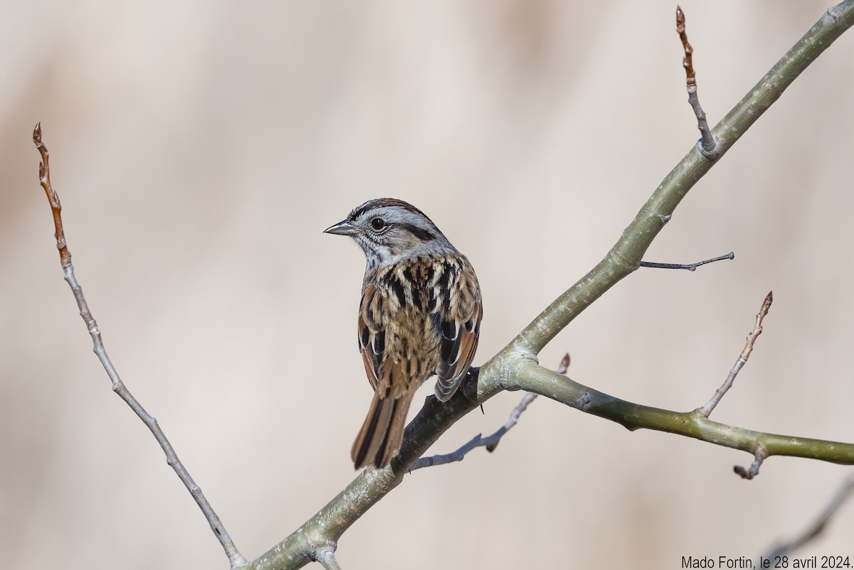 Swamp Sparrow - ML618125288