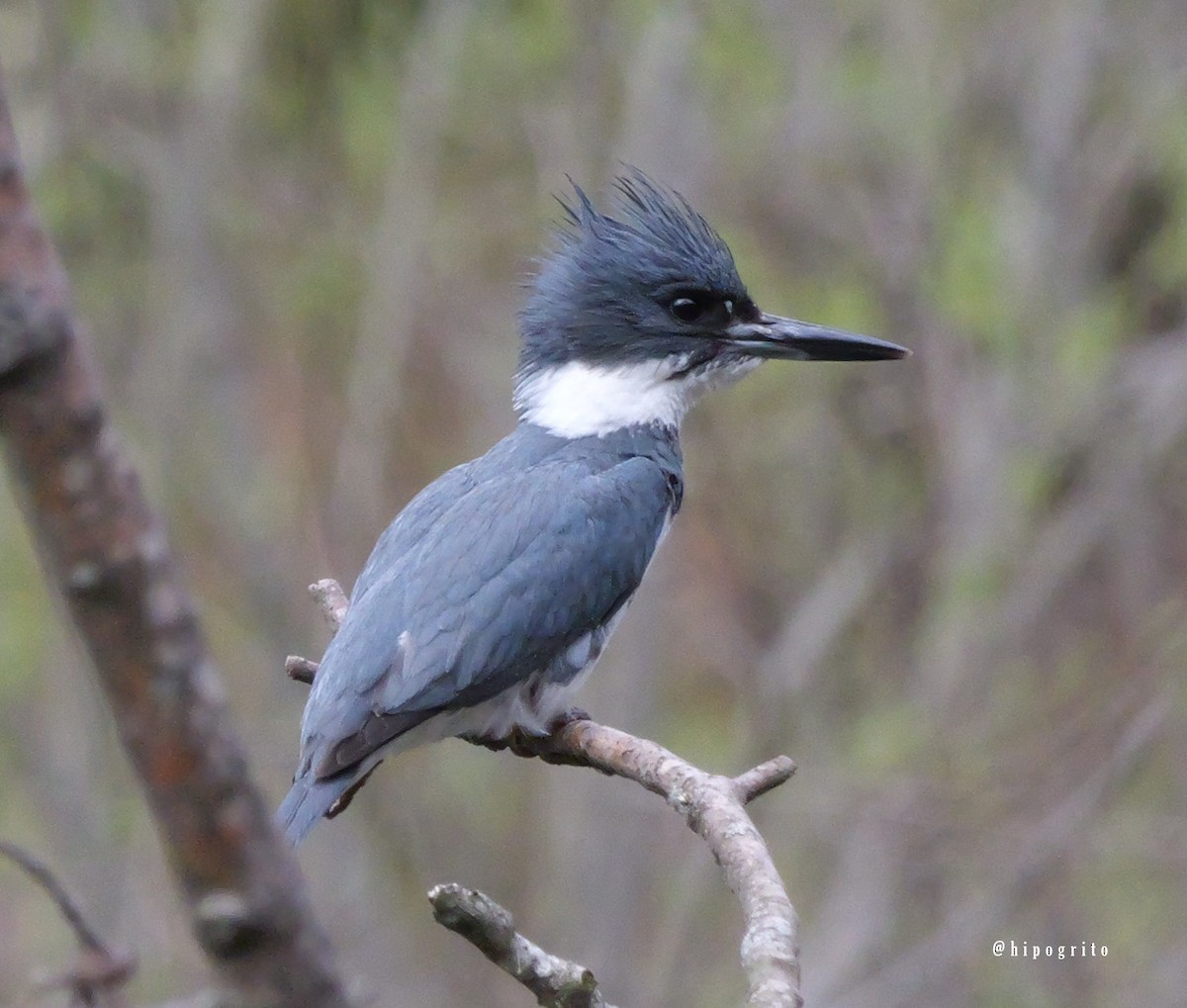 Belted Kingfisher - ML618125293