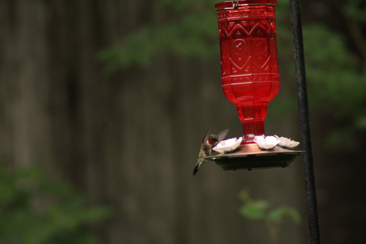 Ruby-throated Hummingbird - ML618125364