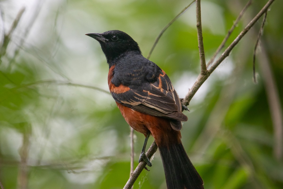 Orchard Oriole - ML618125399