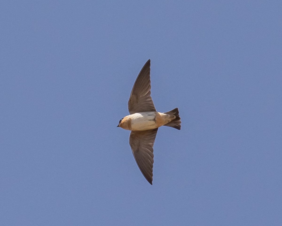 Cave Swallow (Texas) - ML618125405