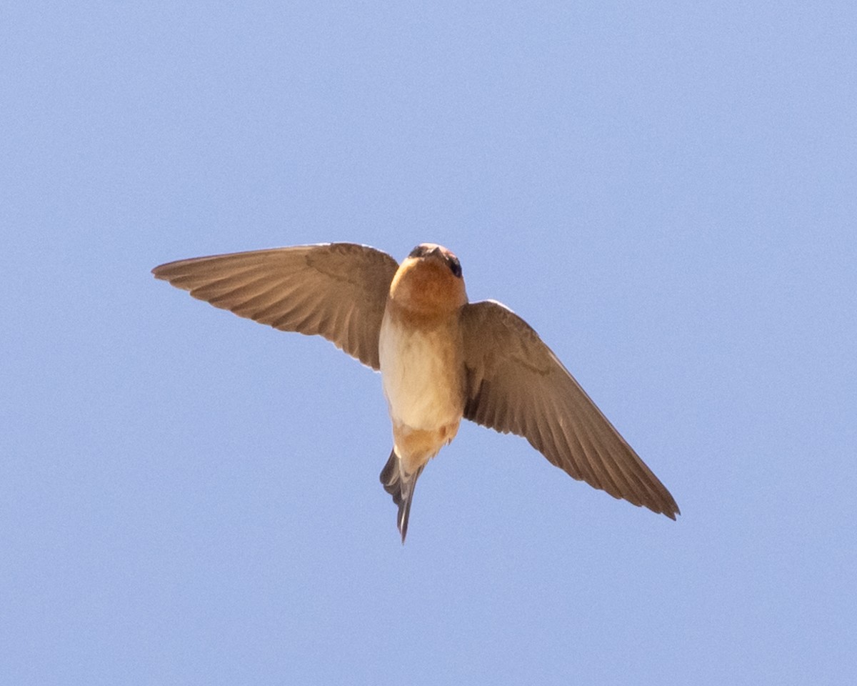 Cave Swallow (Texas) - ML618125406