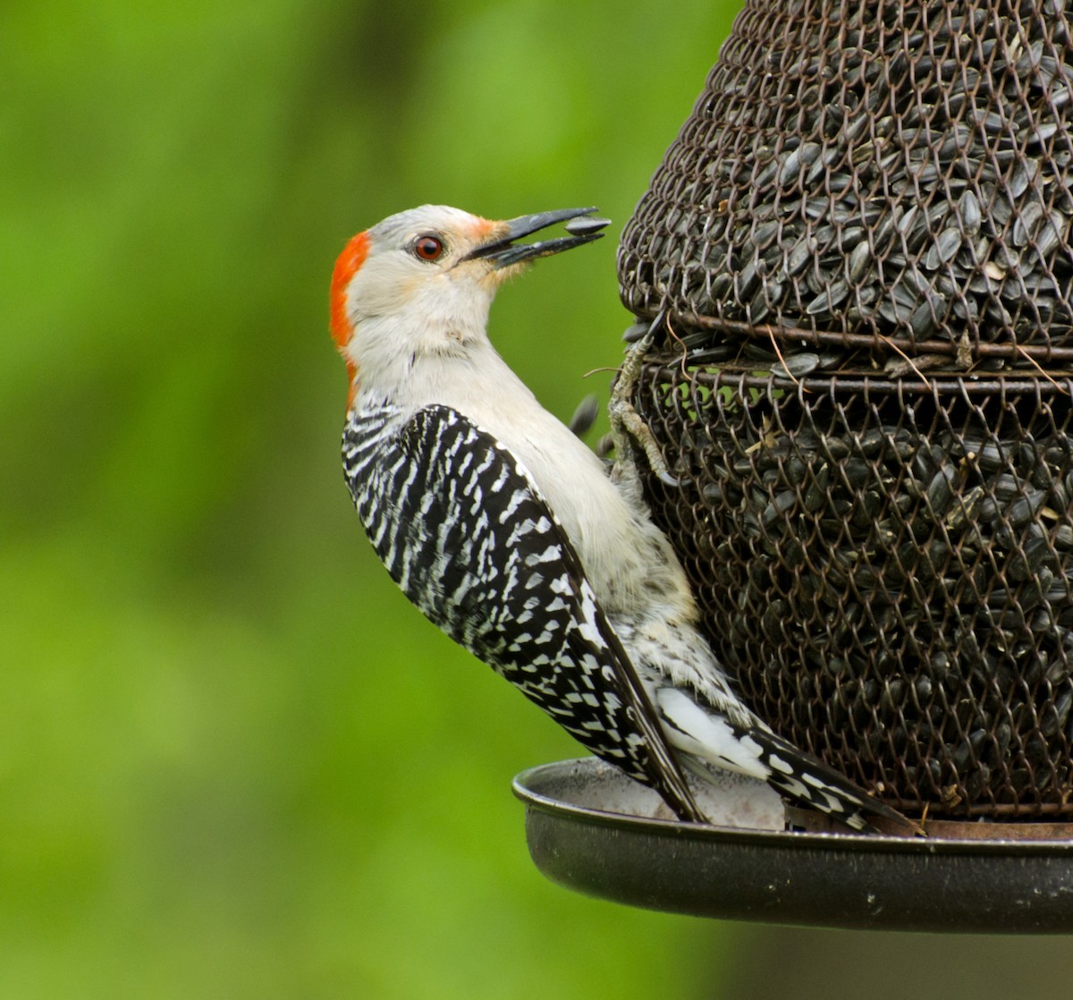 Red-bellied Woodpecker - ML618125407