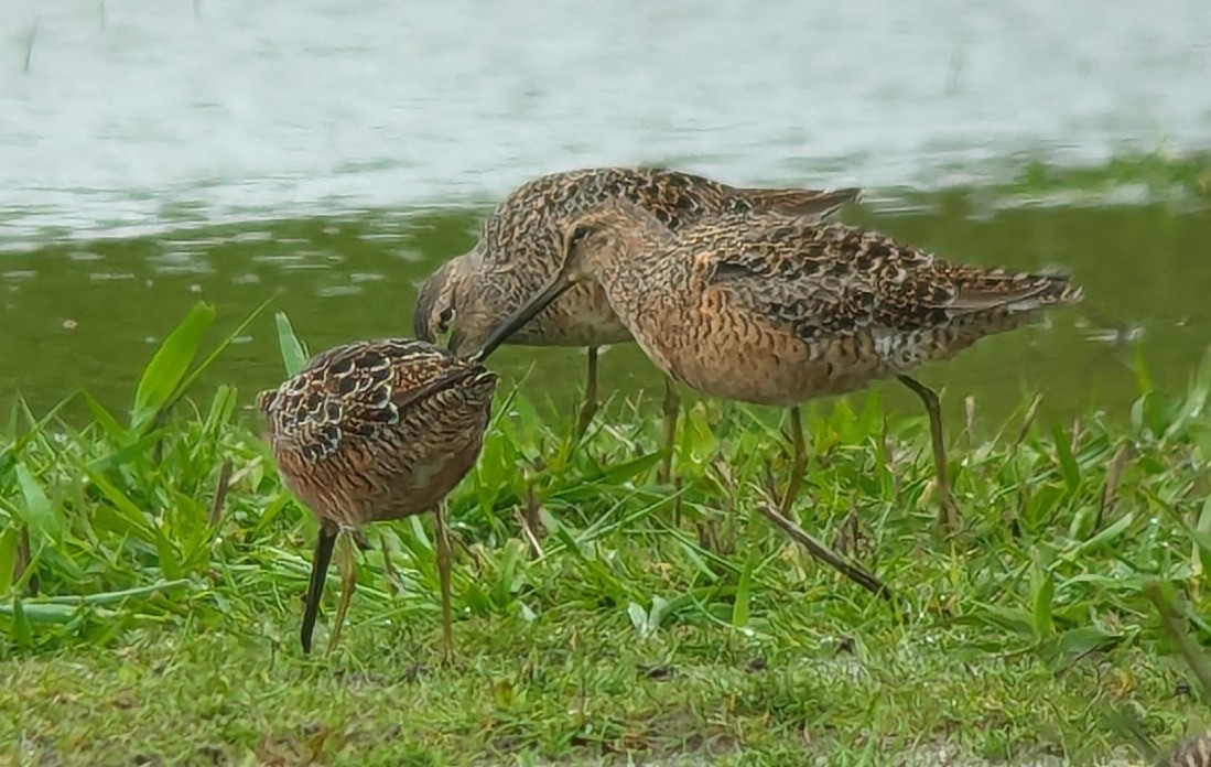 Long-billed Dowitcher - ML618125423