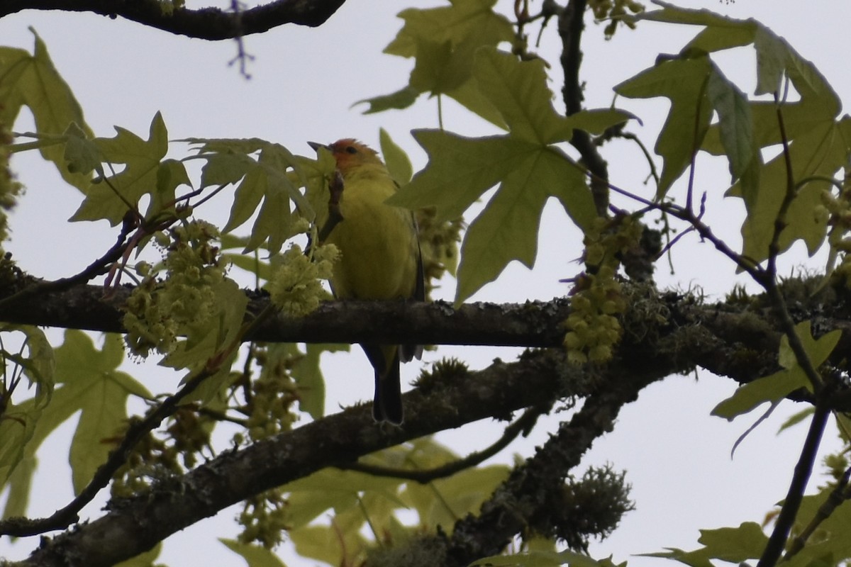 Western Tanager - ML618125433