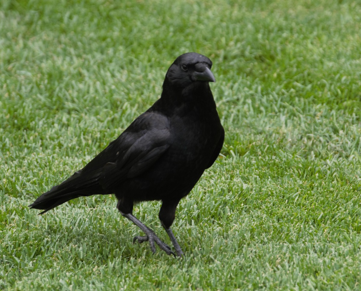 Common Raven - Jorg Lueke