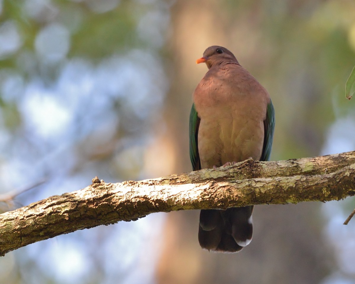 holub hnědohlavý - ML618125479