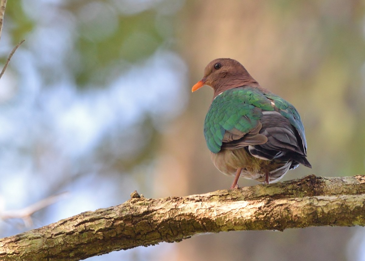 Pacific Emerald Dove - Peter Storer