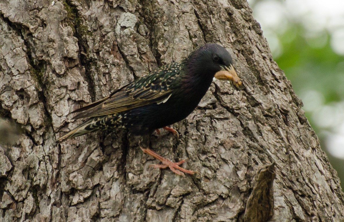 European Starling - Jack and Shirley Foreman
