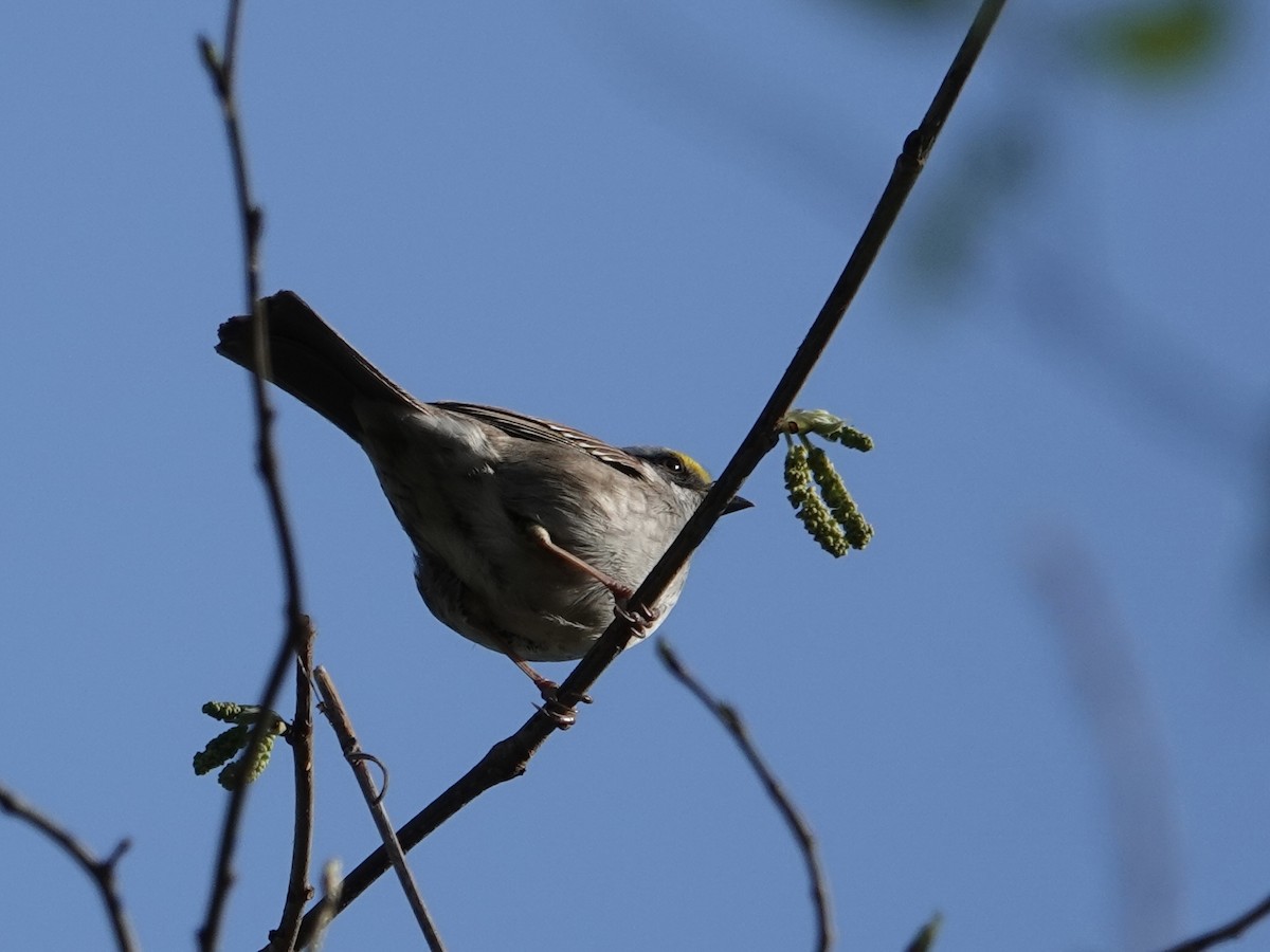 White-throated Sparrow - Lottie Bushmann