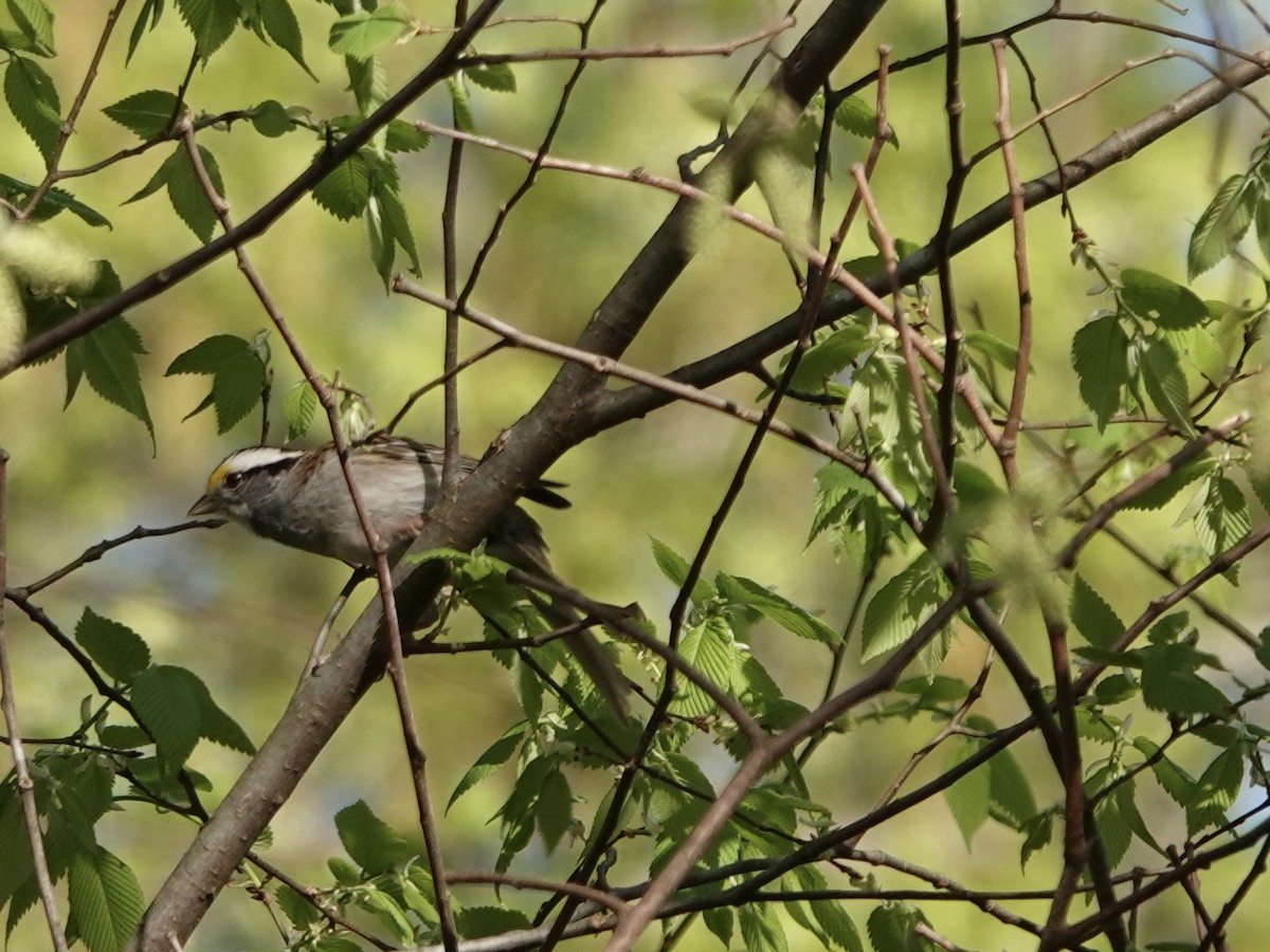 White-throated Sparrow - Lottie Bushmann