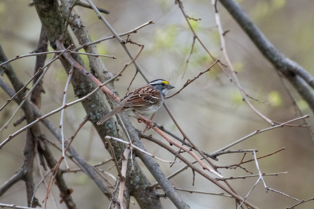 White-throated Sparrow - ML618125535