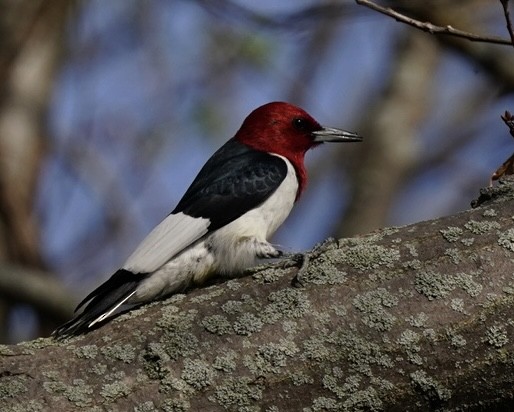 Red-headed Woodpecker - Vicki McKay