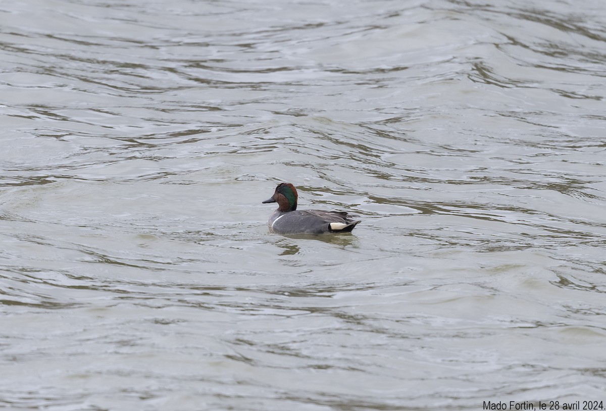 Green-winged Teal - ML618125626