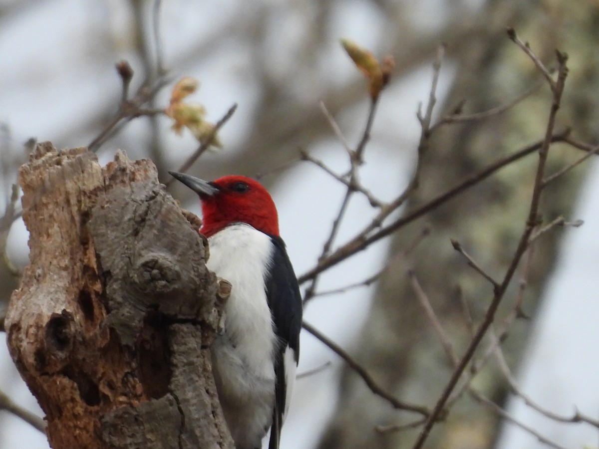 Red-headed Woodpecker - Stella Miller