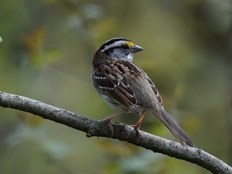 White-throated Sparrow - Vicki McKay