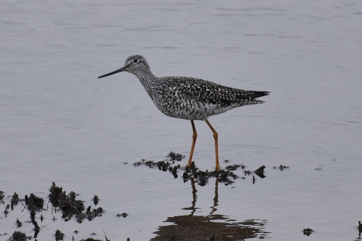 Greater Yellowlegs - Nathan O'Reilly