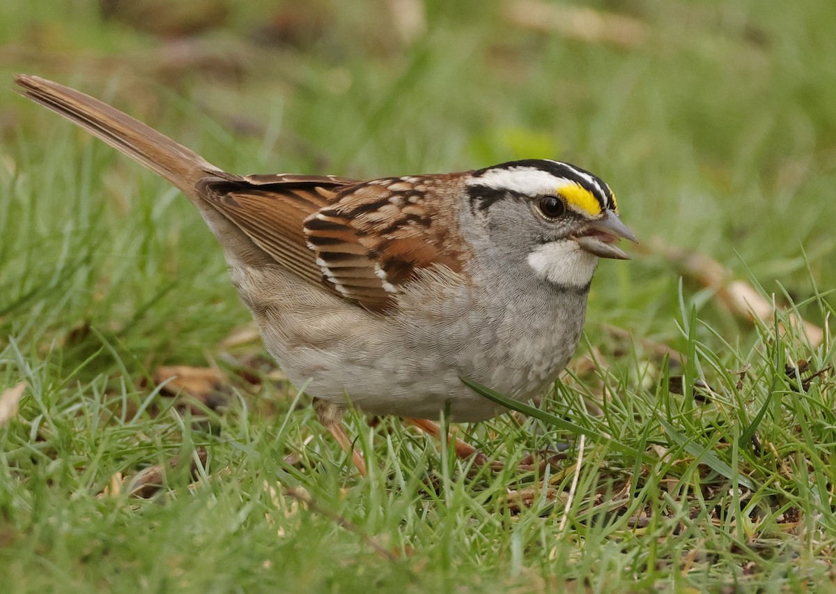 White-throated Sparrow - Terry Spitzenberger