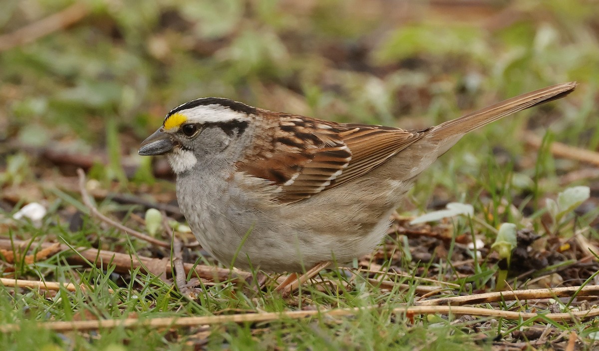 White-throated Sparrow - Terry Spitzenberger