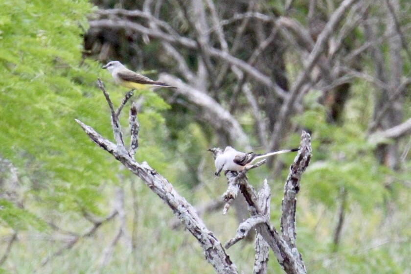 Scissor-tailed Flycatcher - Brent Mann