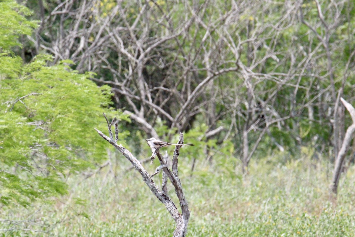 Scissor-tailed Flycatcher - Brent Mann