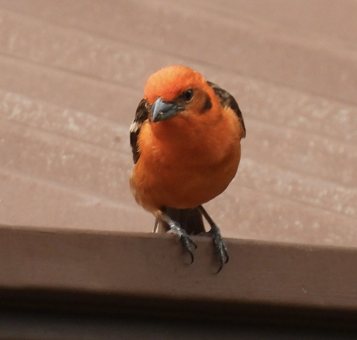 Flame-colored Tanager - ML618125730